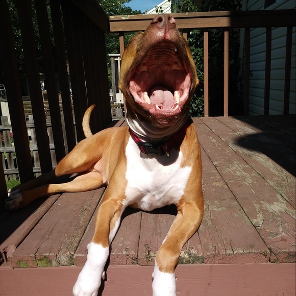 Meet your Posher, Richard - Picture 1 of 1